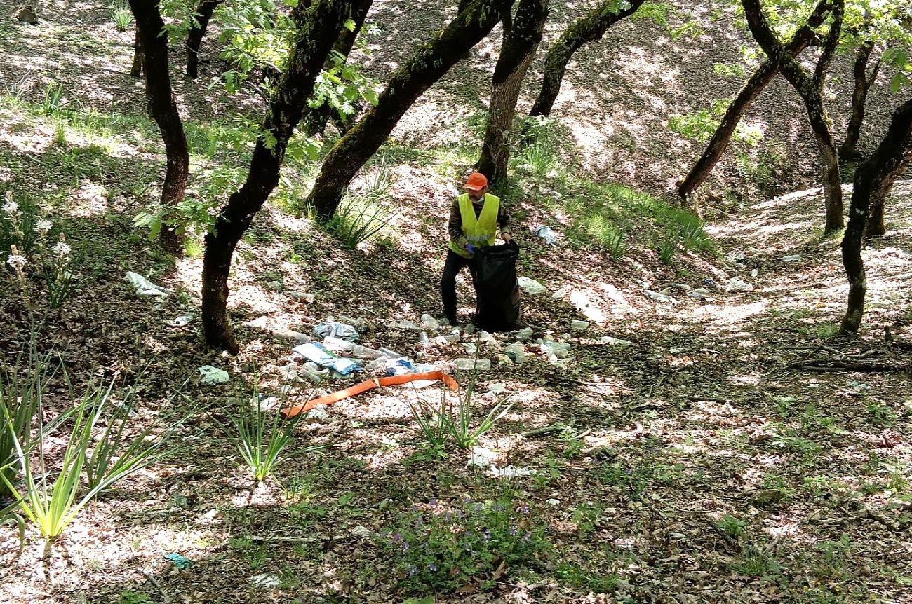 Καθαρισμός Δρυοδάσος Κάπελης